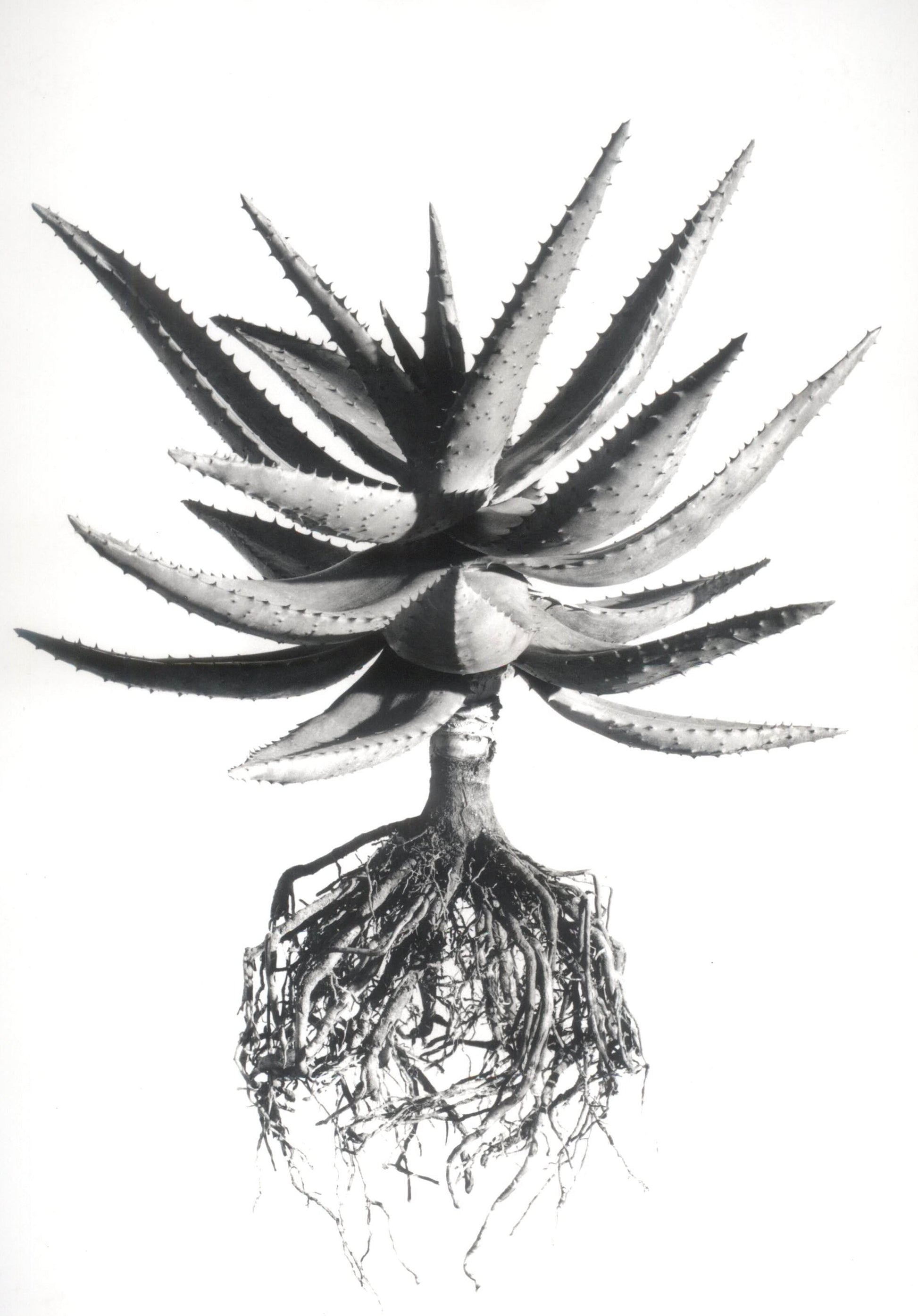 David Ballam - Aloe 14