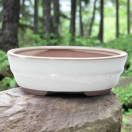 18cm Glazed Bonsai Pot | Oval | 18cm x 15cm x 5cm | White