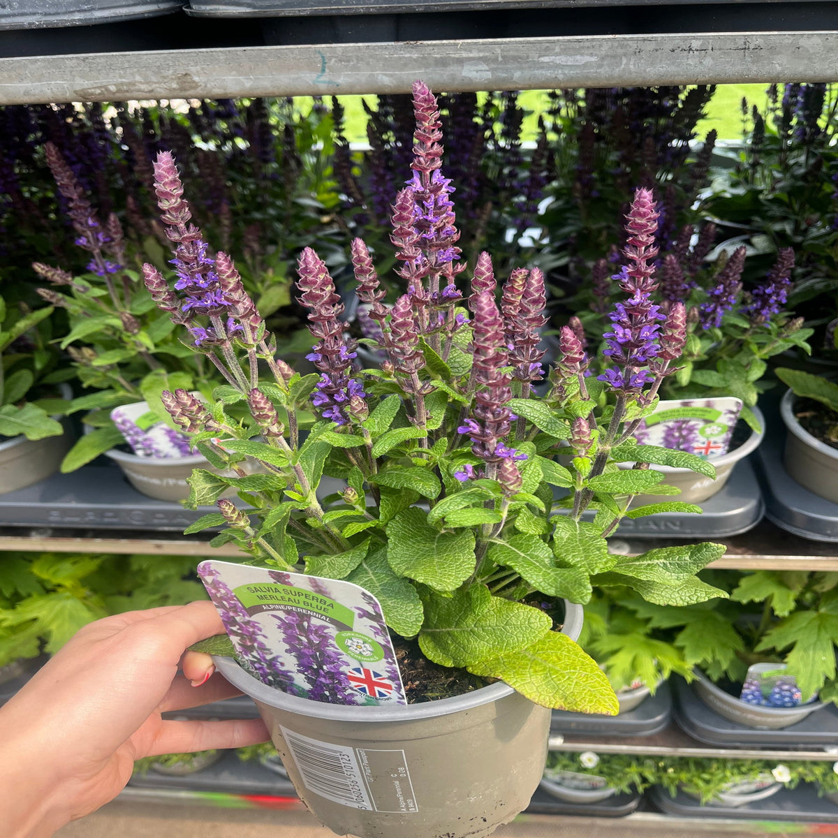 Salvia nemorosa Sensation Blue 9cm/1.5L