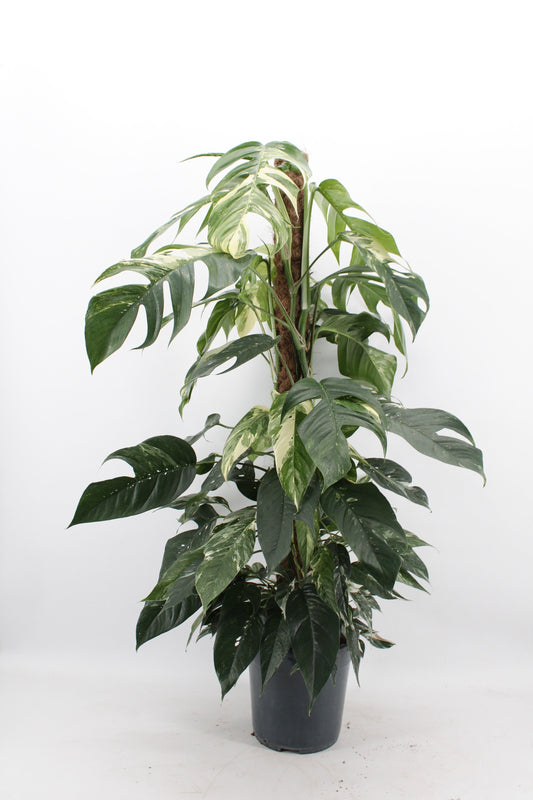 Epipr Pi Albo Variegata