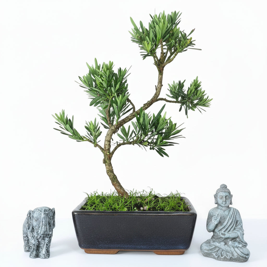 Buddhist Pine (Podocarpus Micro) Bonsai Tree | Shaped | In 20cm Pot