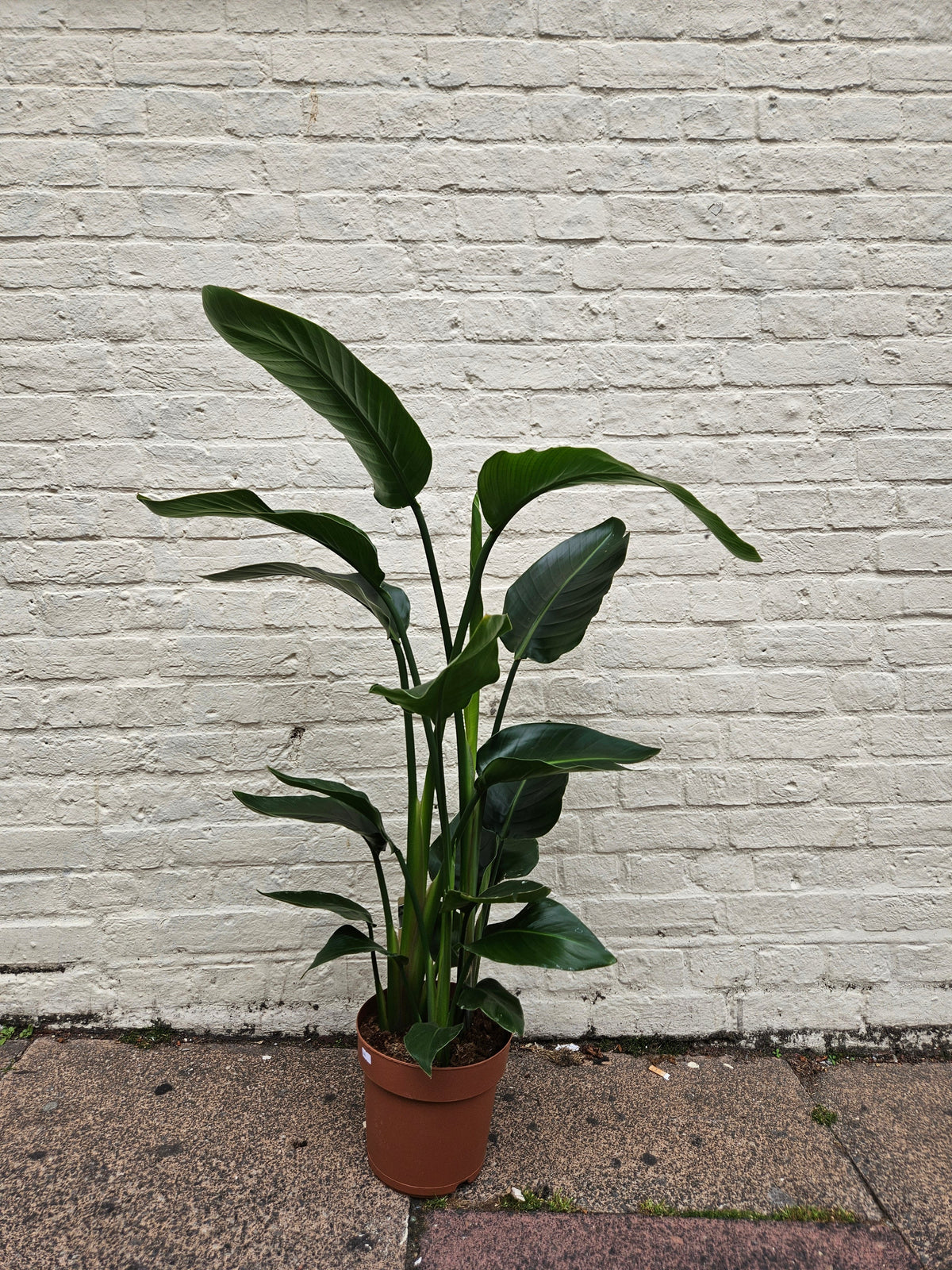 Strelitzia reginae (Orange Bird of Paradise)