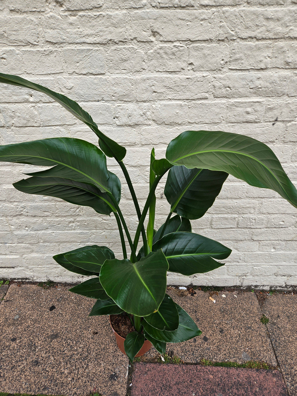 Strelitzia reginae (Orange Bird of Paradise)