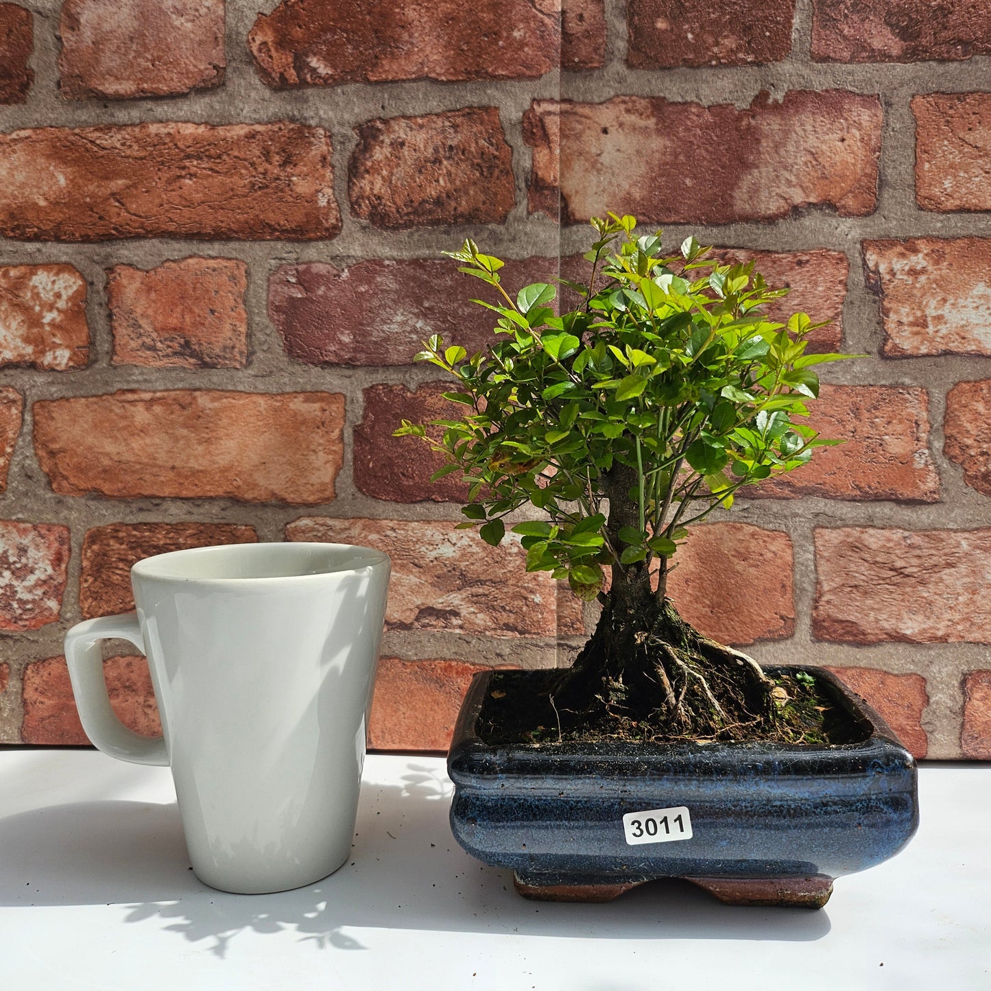 Bird Plum (Sageretia) Bonsai Tree | Broom | In 15cm Pot