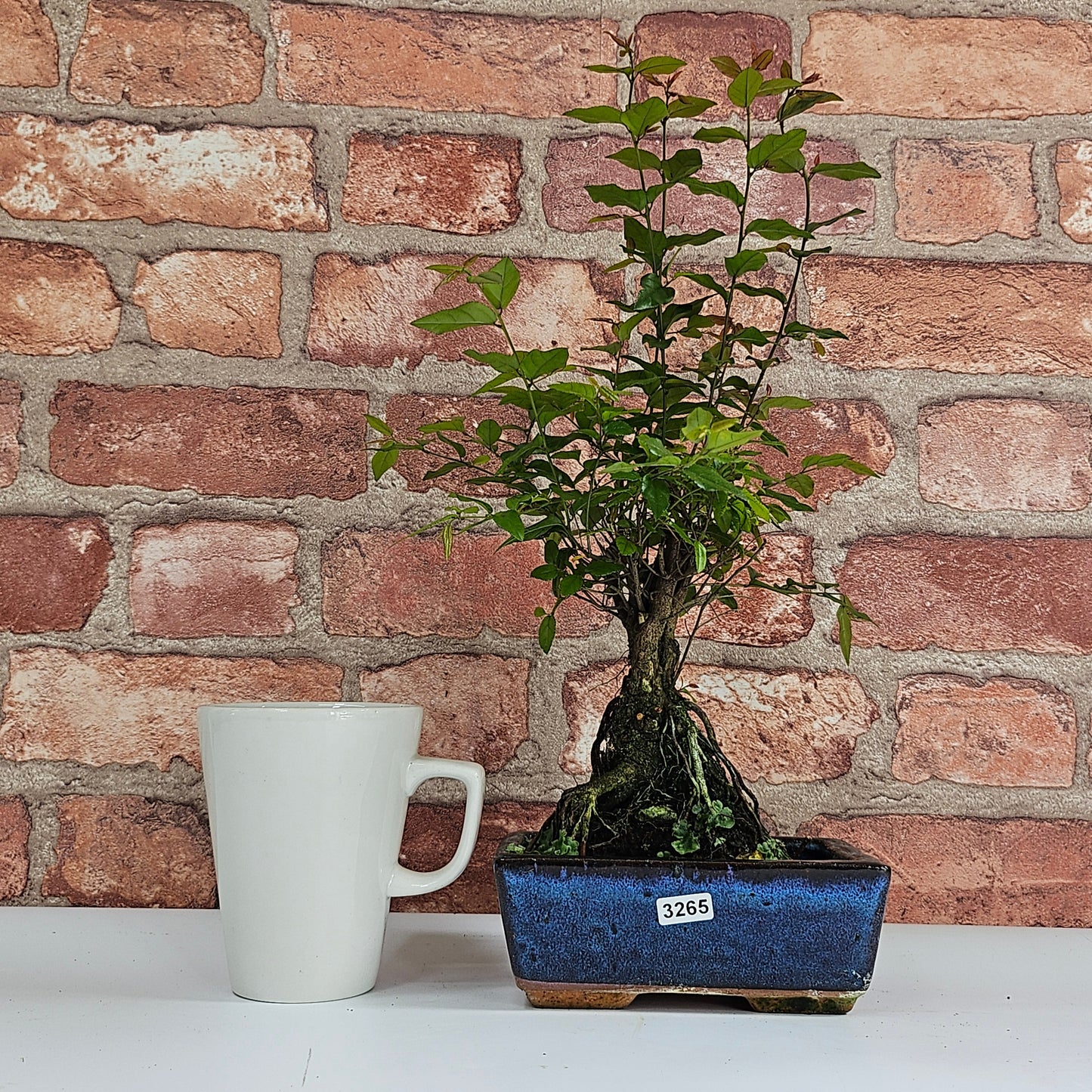 Bird Plum (Sageretia) Bonsai Tree | Broom | In 15cm Pot