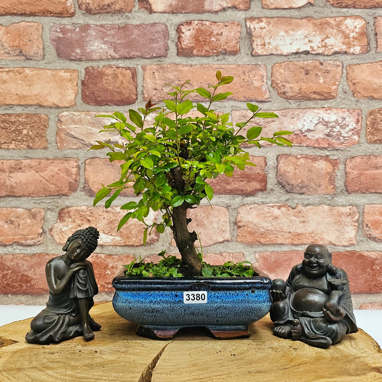 Bird Plum (Sageretia) Bonsai Tree | Broom | In 15cm Pot