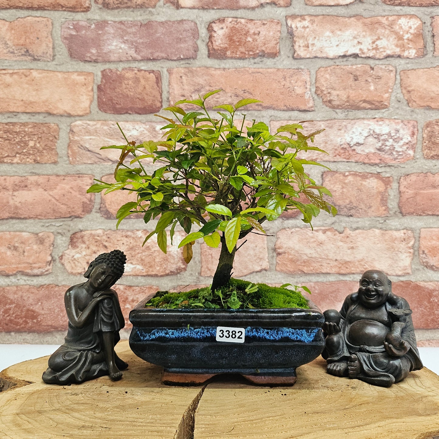 Bird Plum (Sageretia) Bonsai Tree | Broom | In 15cm Pot