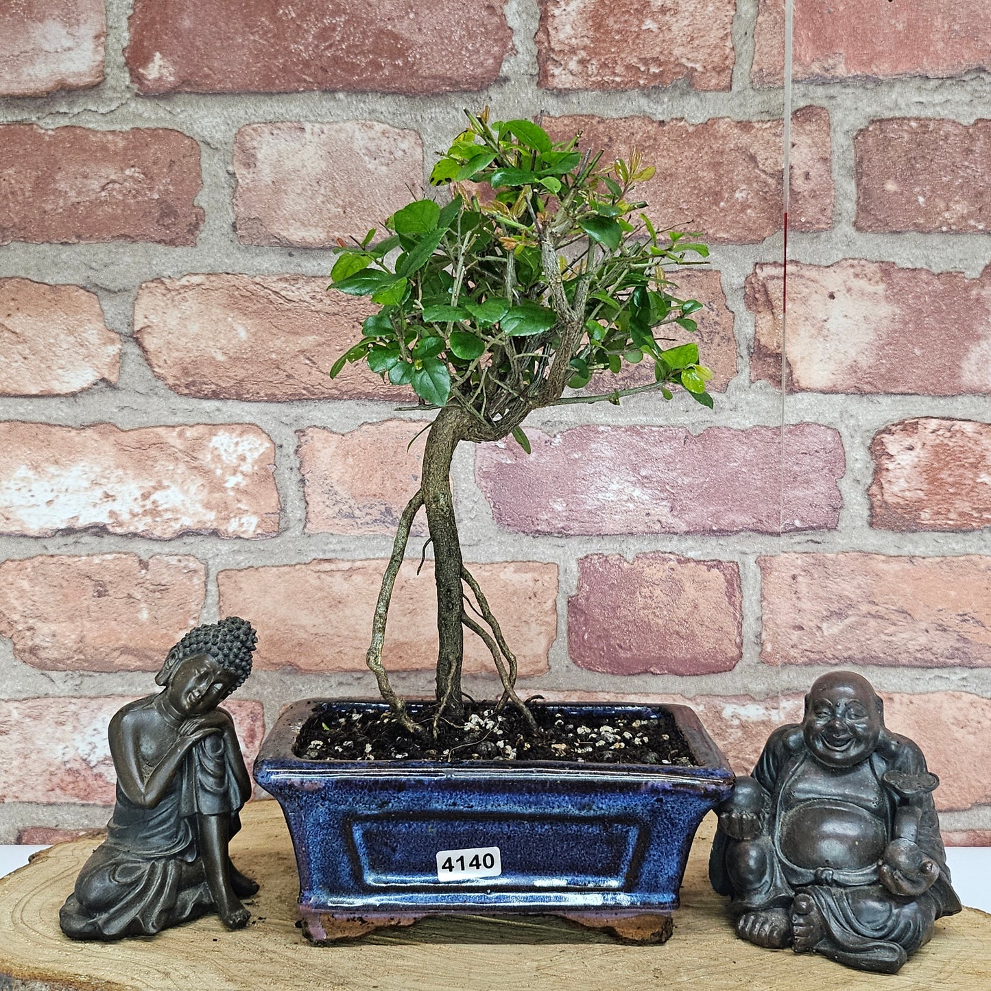 Bird Plum (Sageretia) Bonsai Tree | Broom | In 15cm Pot