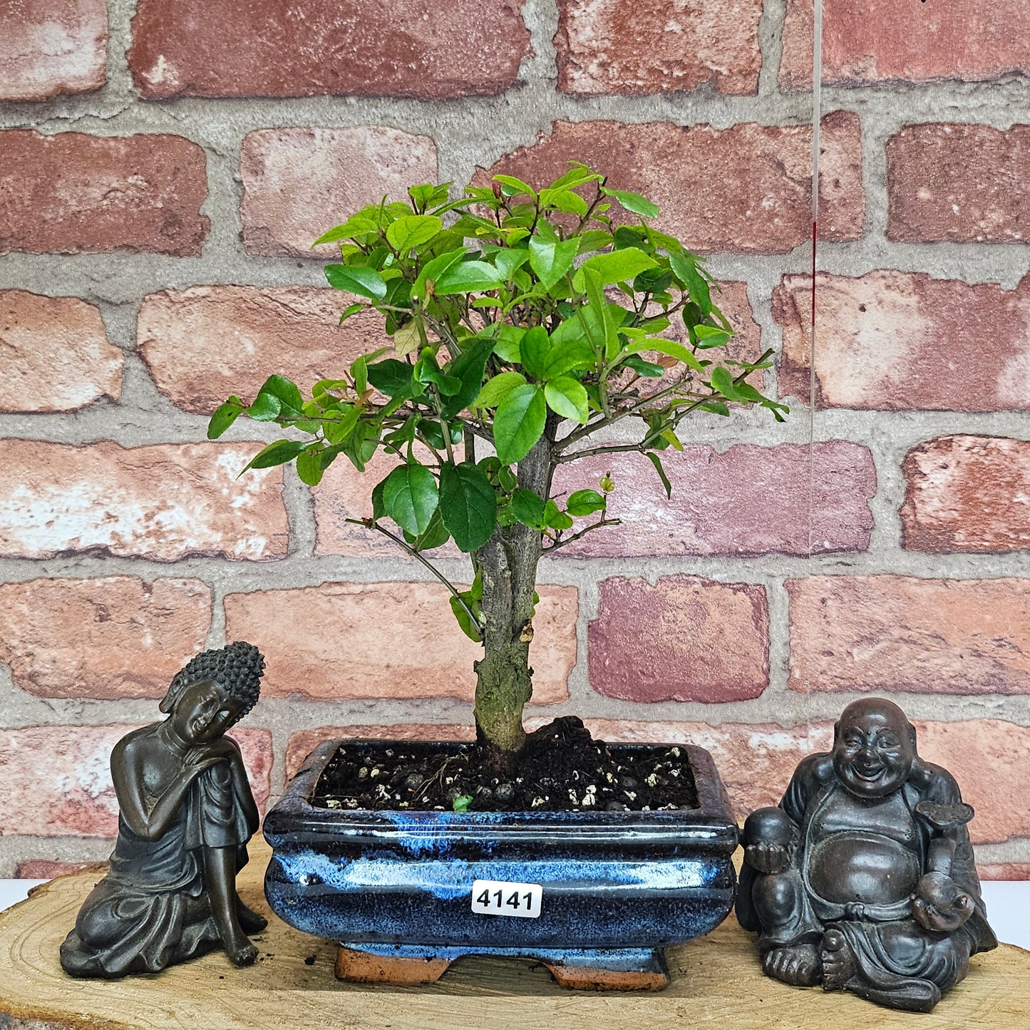Bird Plum (Sageretia) Bonsai Tree | Broom | In 15cm Pot