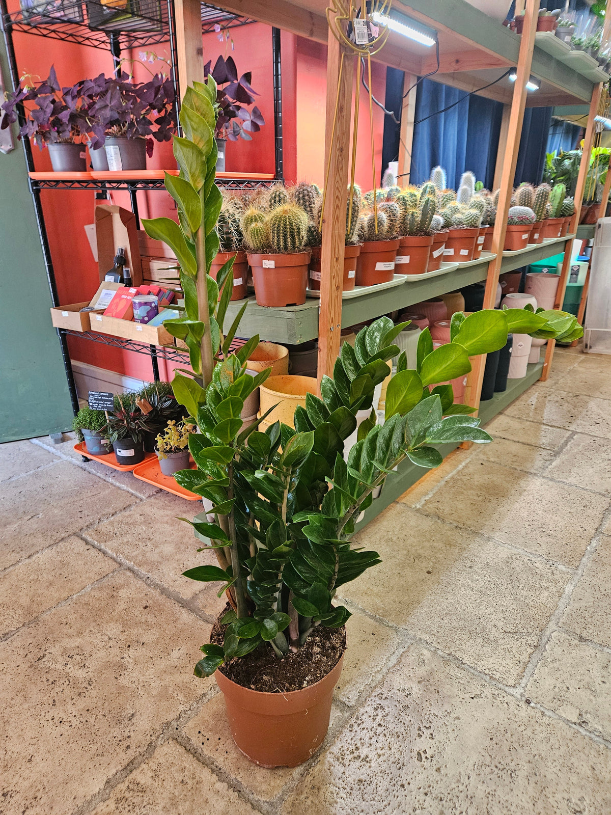 Zamioculcas zamiifolia (ZZ Plant)