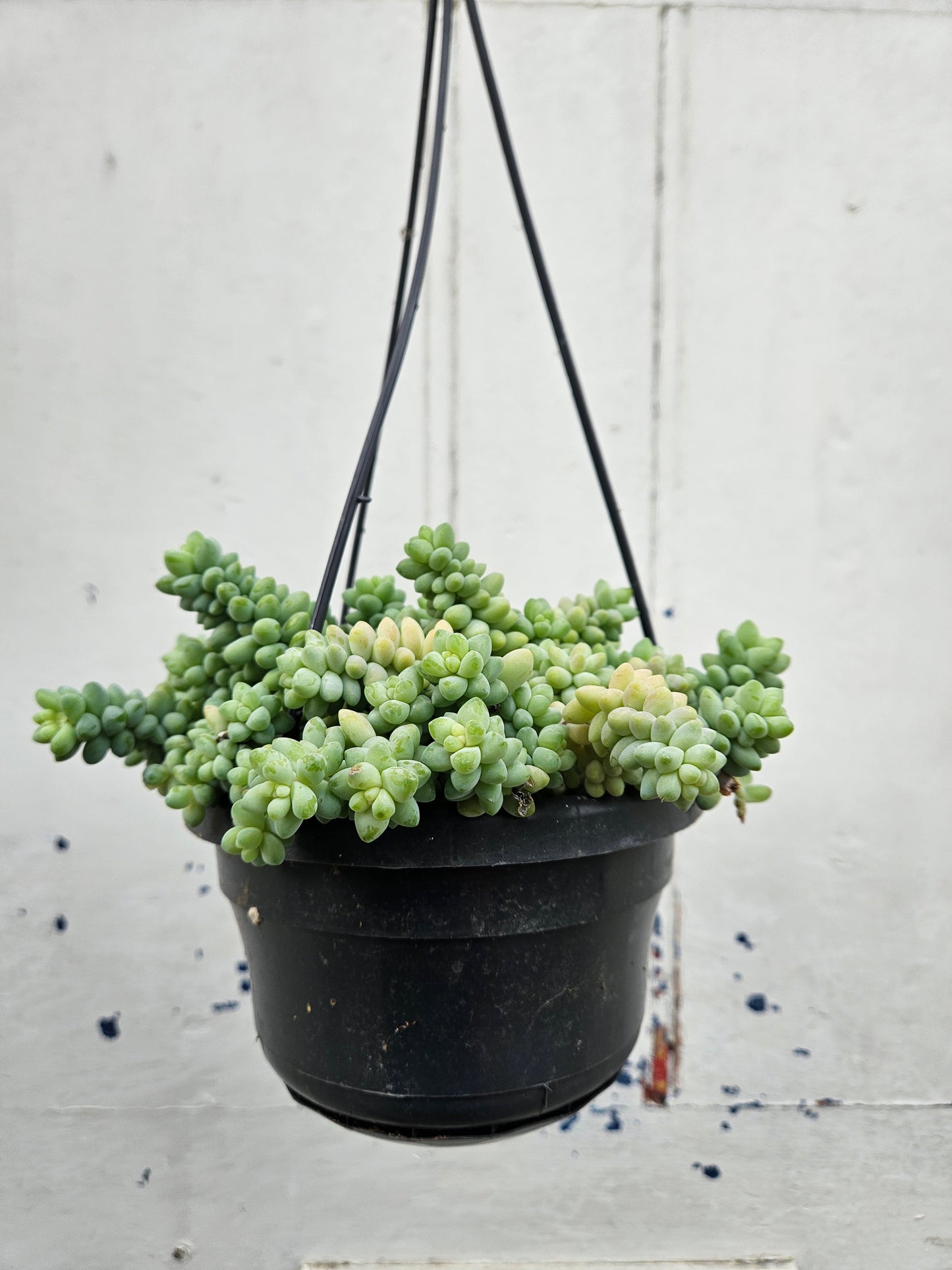 Sedum morganianum 'Burrito'  (Donkey Tail)