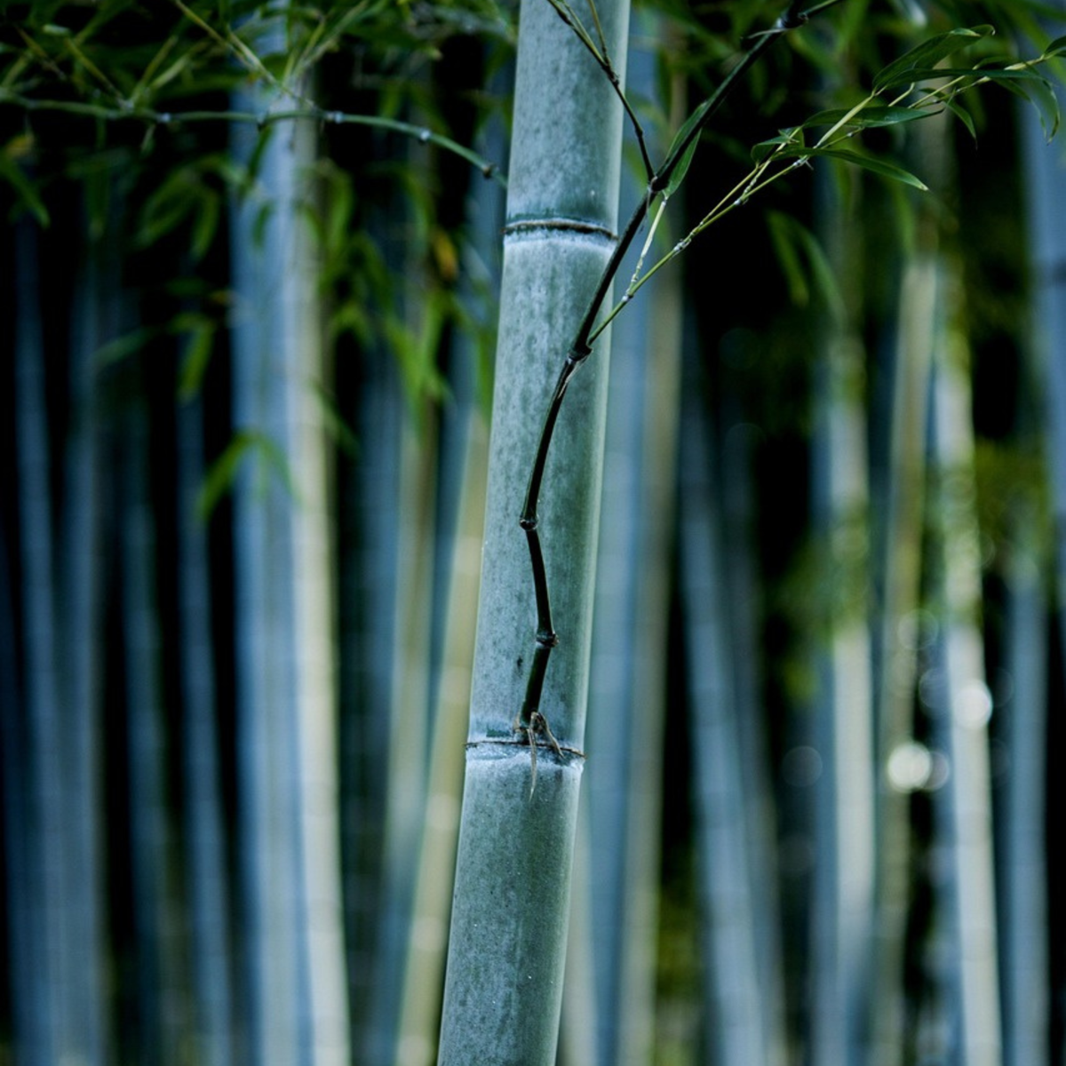 Blue Stem Bamboo - 6 pcs. - Fargesia papyrifera 'Blue Dragon' - H30-40cm - ⌀13cm