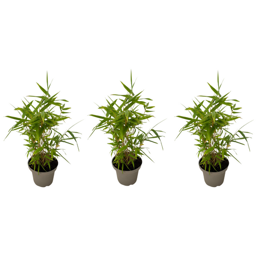Bamboo - 3 pcs - Fargesia nitida 'Black Dragon' - Height 25-40cm - ⌀14cm