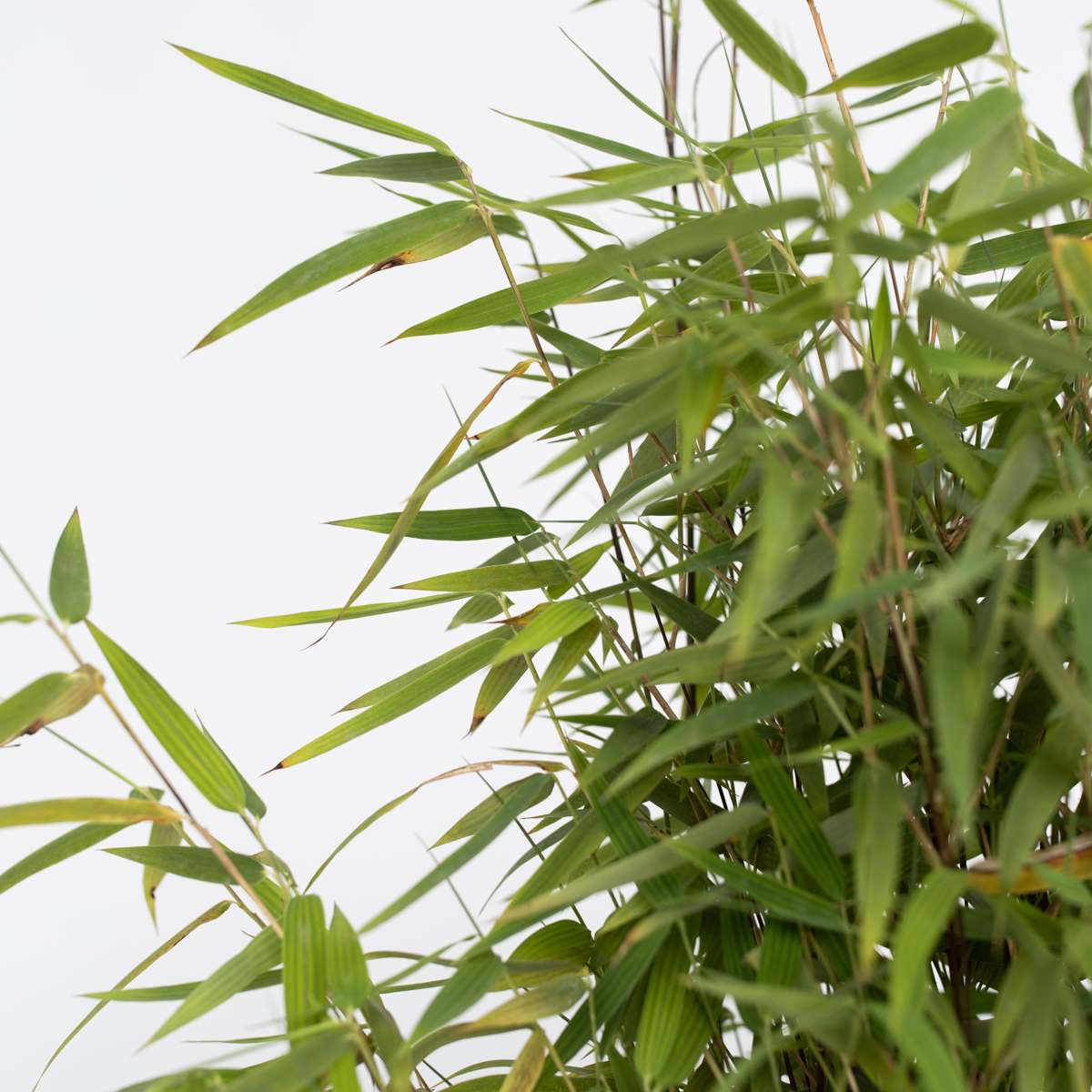 Chinese fountain bamboo - 6 pcs. - Fargesia 'Red Dragon' - H50-70cm - ⌀17cm