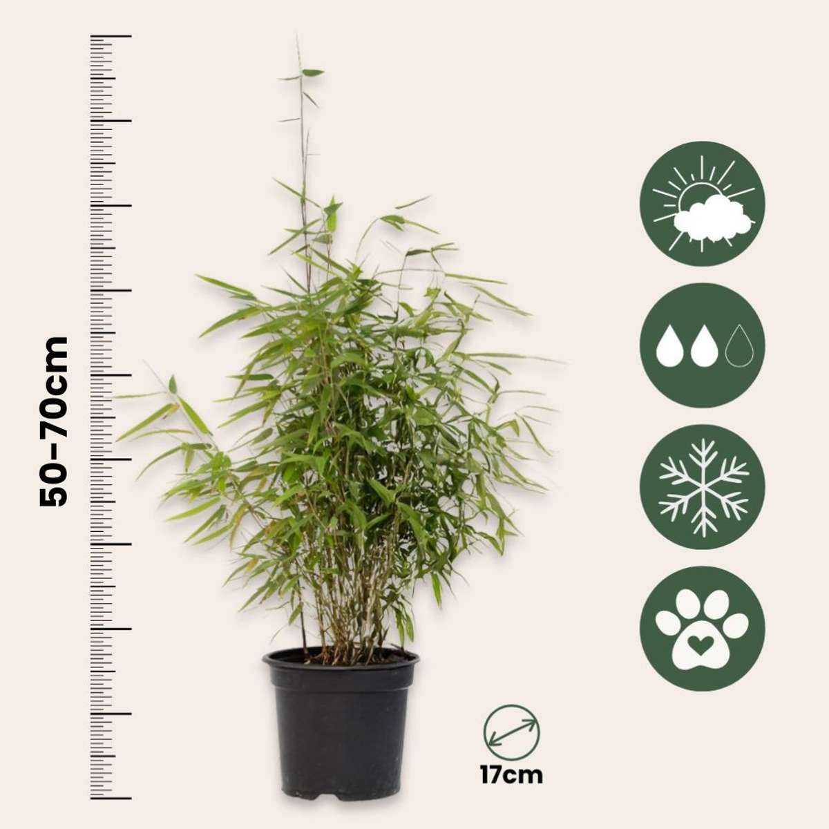 Chinese fountain bamboo - 6 pcs. - Fargesia 'Red Dragon' - H50-70cm - ⌀17cm
