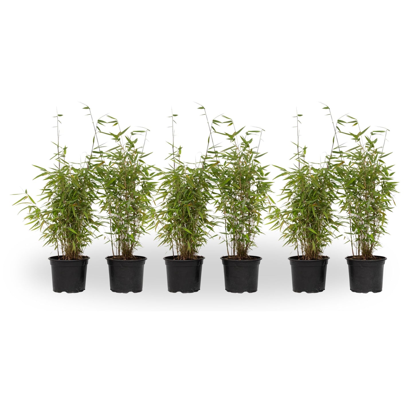 Chinese fountain bamboo - 6 pcs. - Fargesia 'Red Dragon' - H50-70cm - ⌀17cm