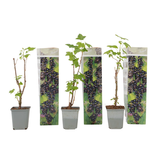 Blackcurrant - 3 pcs - Ribes Nigrum - Height 25-40cm - ⌀9cm