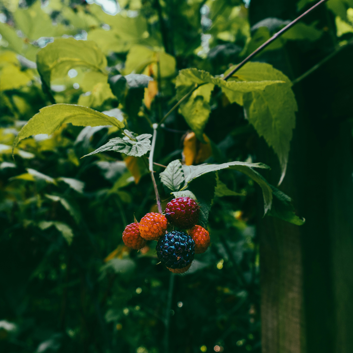 Blackberry - 3 pcs - Rubus Thornless - Height 25-40cm - ⌀9cm