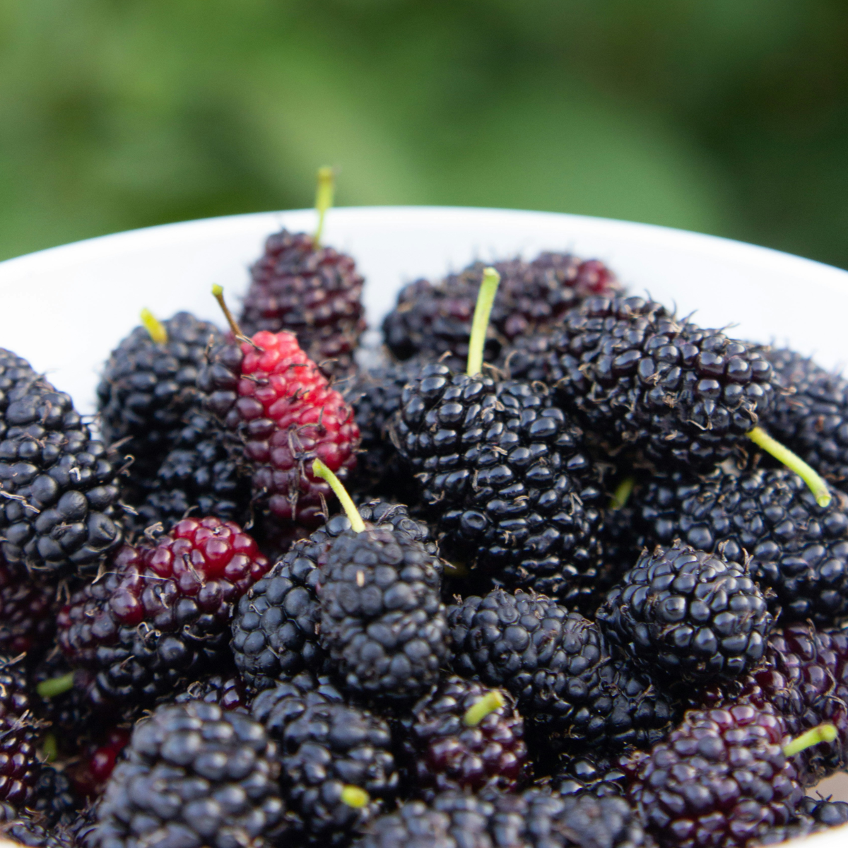 Blackberry - 3 pcs - Rubus Thornless - Height 25-40cm - ⌀9cm