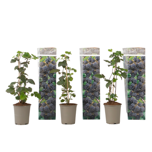 Blackberry - 3 pcs - Rubus Thornless - Height 25-40cm - ⌀9cm