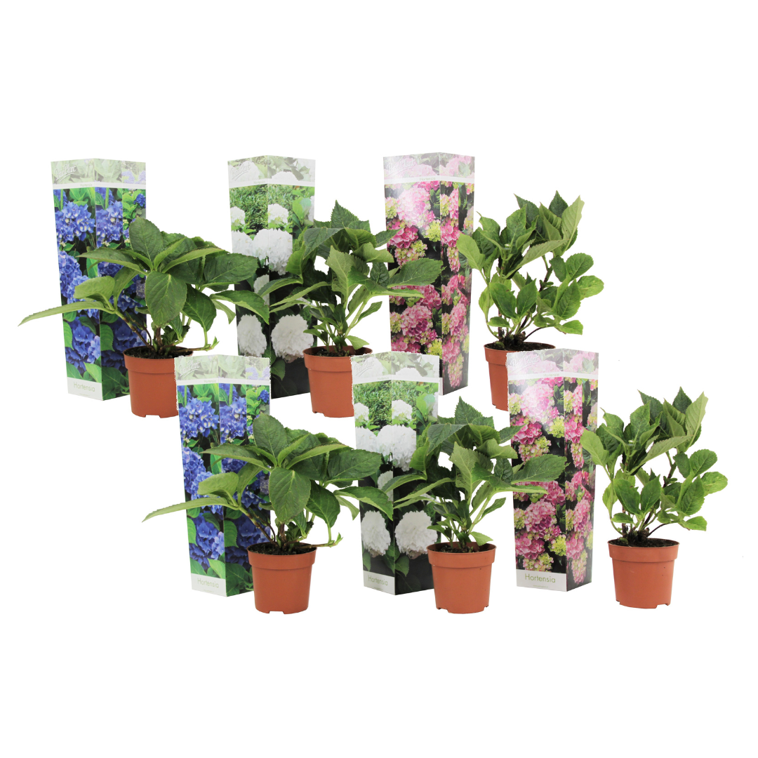 Hortensia - 6 pcs. - Hydrangea macrophylla - Height 25-40cm - ⌀9cm