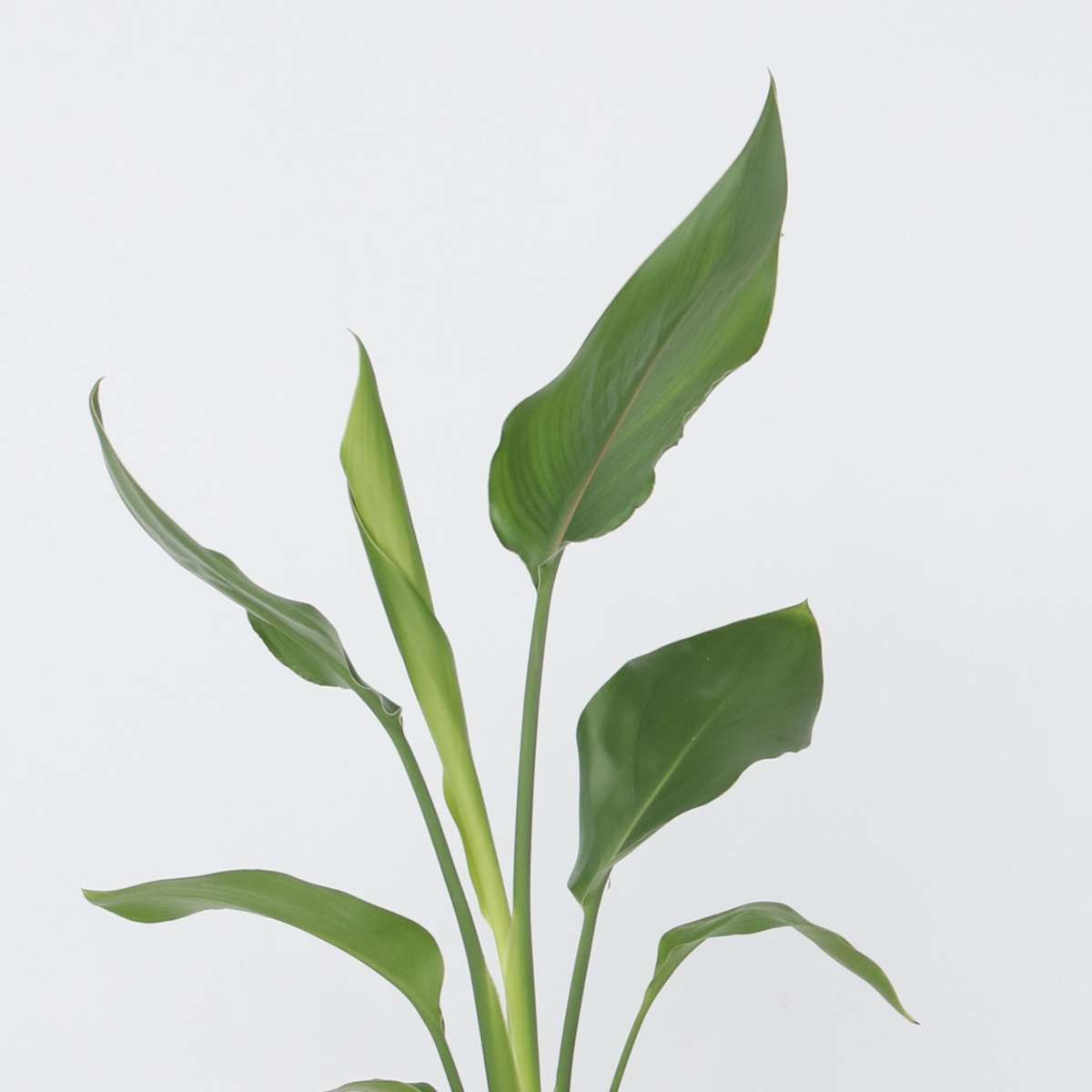 Bird of Paradise - Strelitzia reginea - Height 25-40cm - ⌀9cm