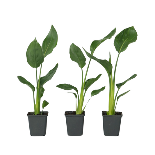 Bird of Paradise - 3 pcs. - Strelitzia reginea - Height 25-40cm - ⌀9cm