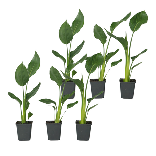 Bird of Paradise - 6 pcs. - Strelitzia reginea - Height 25-40cm - ⌀9cm
