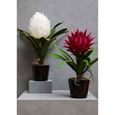 Fiori Pink Tropical Plant with Black Ceramic Pot