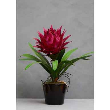 Fiori Pink Tropical Plant with Black Ceramic Pot