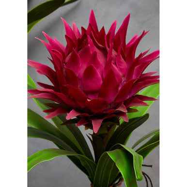 Fiori Pink Tropical Plant with Black Ceramic Pot