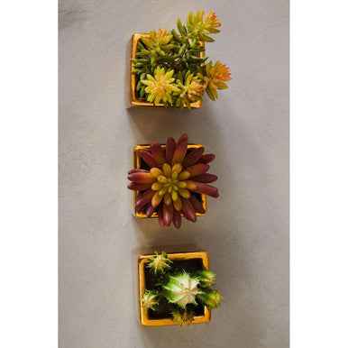 Fiori Set of 3 Mini Succulents with Gold Pot