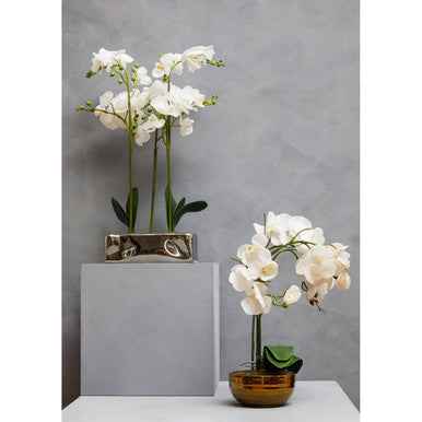 Fiori White Orchid Plant In Rectangular Pot