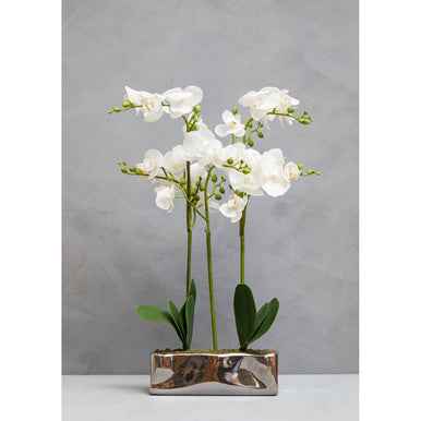 Fiori White Orchid Plant In Rectangular Pot