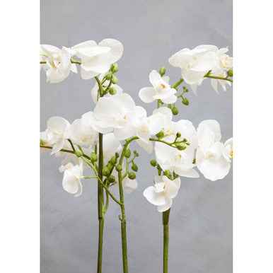 Fiori White Orchid Plant In Rectangular Pot