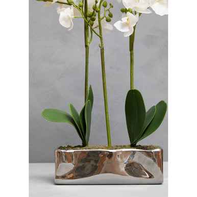 Fiori White Orchid Plant In Rectangular Pot