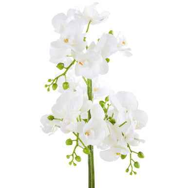 Fiori White Orchid Plant In Rectangular Pot