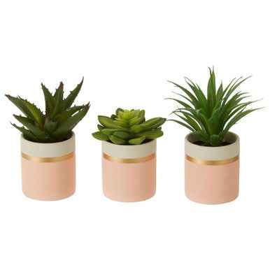 Fiori Set Of 3 Pink Pot Succulents