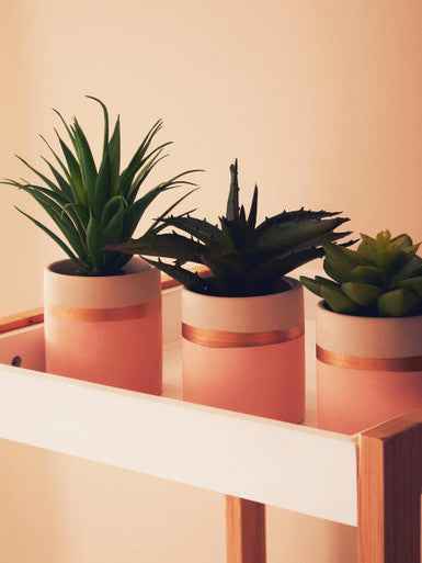 Fiori Set Of 3 Pink Pot Succulents