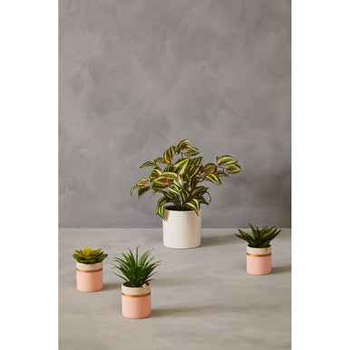 Fiori Set Of 3 Pink Pot Succulents