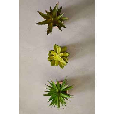 Fiori Set Of 3 Pink Pot Succulents