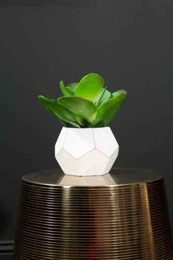 Fiori White Cement Pot Succulent