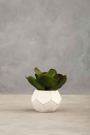 Fiori White Cement Pot Succulent