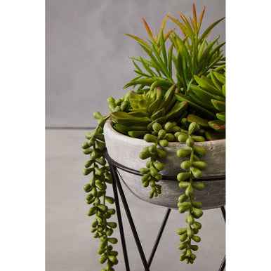 Fiori Mixed Succulent with Metal Stand