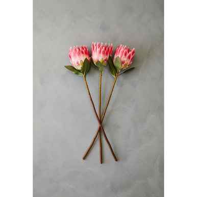 Fiori 62cm Protea Pink Stem