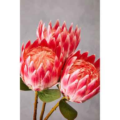 Fiori 62cm Protea Pink Stem