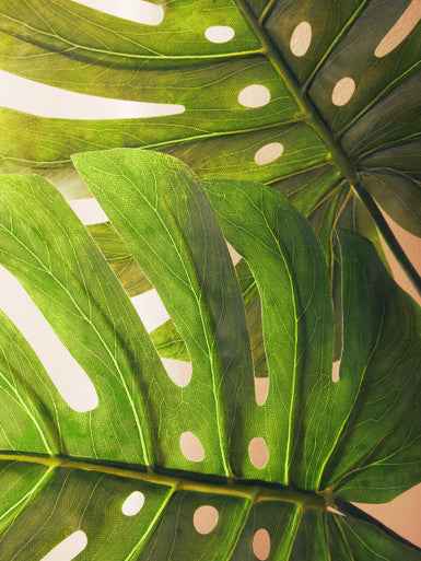 Fiori 109cm Green Stem Monstera Palm