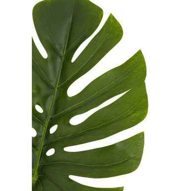 Fiori 109cm Green Stem Monstera Palm