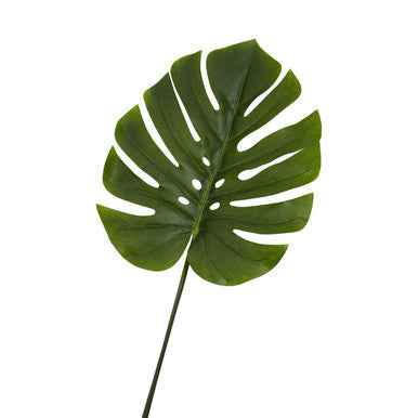 Fiori 109cm Green Stem Monstera Palm