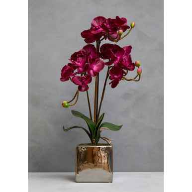 Fiori Aubergine Orchid Plant